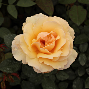 Maślany, skraje płatków nieco różowe - róża wielkokwiatowa - Hybrid Tea